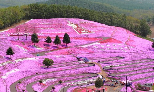Công viên Higashimokoto Shibazakura ở Hokkaido như một bức tranh đầy màu sắc nhìn từ xa.