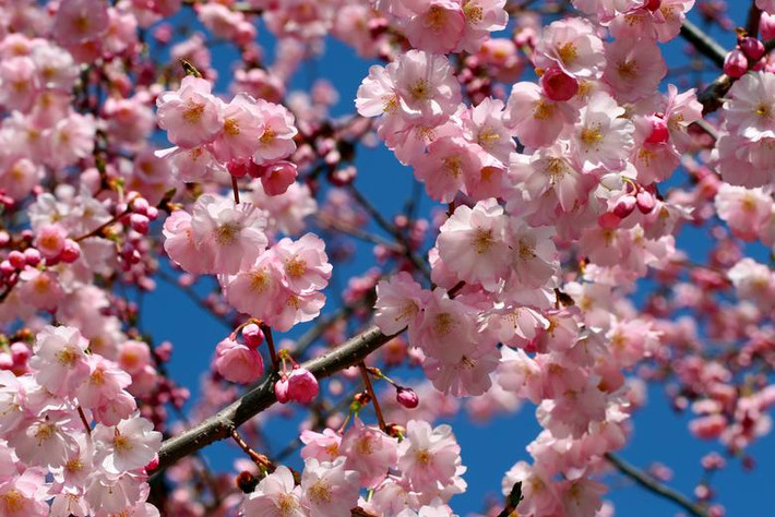 Những bông hoa anh đào nở rực rỡ ở Lausanne, Thuỵ Sĩ, ngày 25/3.