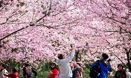 Du khách chụp ảnh hoa anh đào tại vườn thực vật ở Nam Kinh, tỉnh Giang Tô, hôm 14/3.