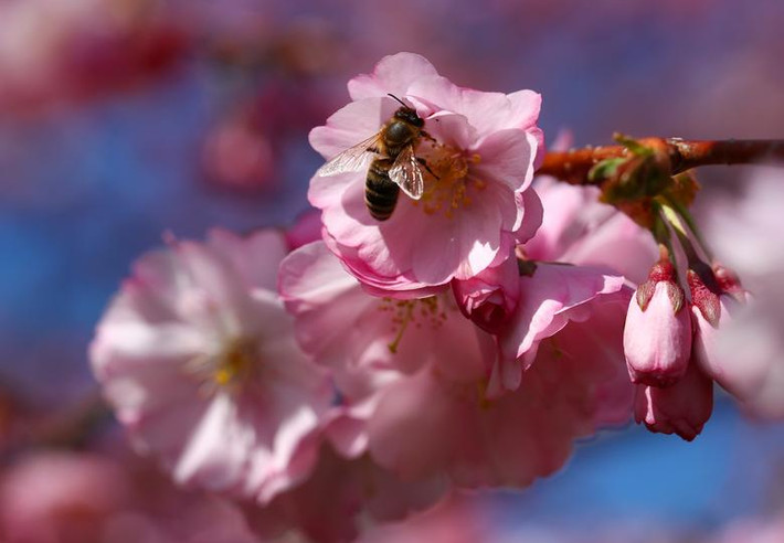 Một chú ong đậu trên bông hoa anh đào trong một ngày xuân ấm áp ở Lausanne, Thuỵ Sĩ, ngày 25/3.