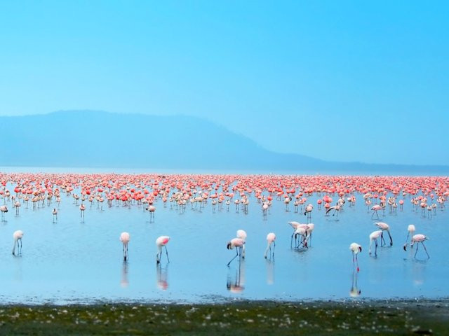 Hồ Nakuru ở Kenya được bao quanh bởi các đầm lầy và đồng cỏ. Hồ này đã trở thành một nơi thu hút số lượng lớn loài hồng hạc.