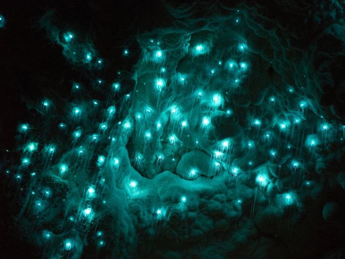 Hang động Waitomo Glowworm ở New Zealand nổi tiếng khắp thế giới nhờ hàng nghìn con giun phát sáng.
