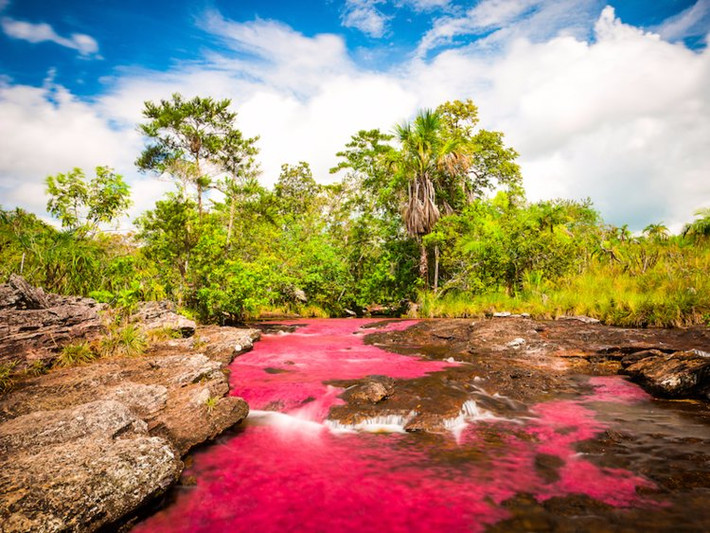 Sông Caño Cristales ở Colombia còn được biết đến với cái tên "sông ngũ sắc".