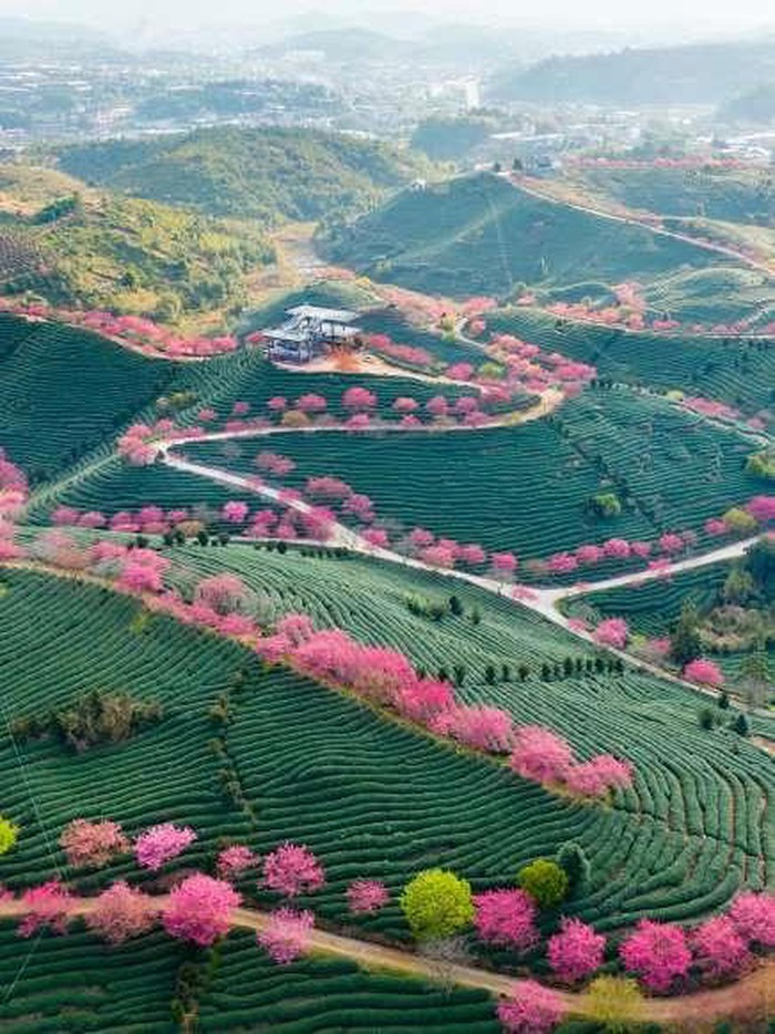 Những triền đồi xanh tươi điểm xuyết những cây hoa anh đào tạo nên khung cảnh ngỡ như chốn thần tiên tại Phúc Kiến, Trung Quốc.