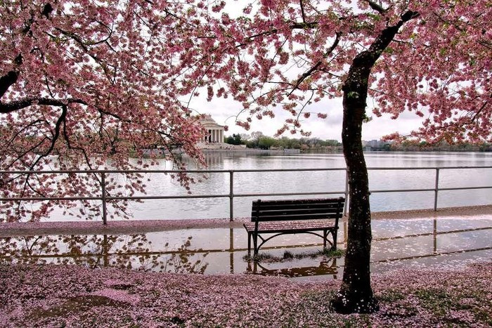 Washington DC có 12 loại hoa anh đào khác nhau và thường nở rộ trong dịp Lễ hội Hoa anh đào quốc gia. Năm 1912, Nhật Bản đã tặng thủ đô của Mỹ 3.000 cây hoa anh đào như một món quà thể hiện tình hữu nghị.