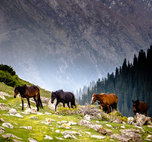 Một trong những món ăn nổi tiếng nhất ở Kyrgyzstan là thịt ngựa. Ảnh: Getty.