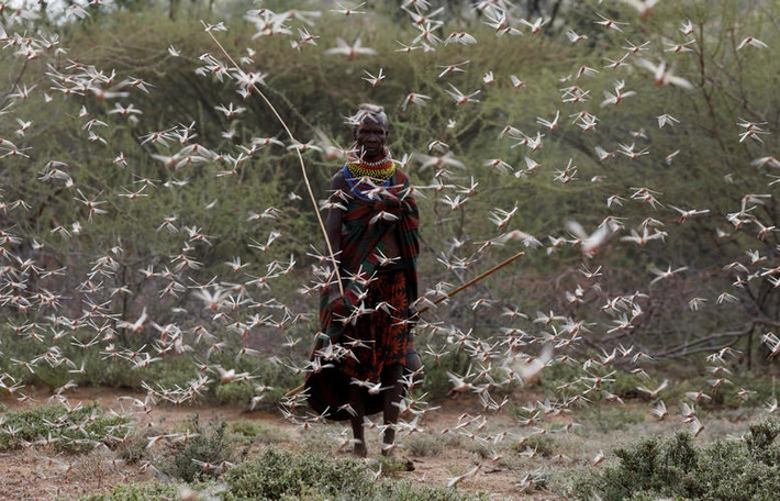 Đại dịch châu chấu trở thành mối đe dọa đối với người dân ở vùng Turkana, Kenya.