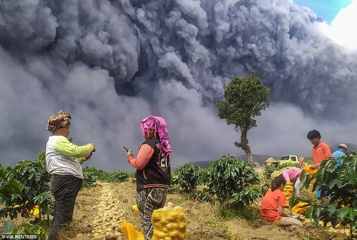 Người dân thu hoạch khoai tây khi núi lửa Sinabung phun khói bụi, tại Karo, tỉnh Bắc Sumatra.