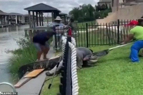 Các nhân viên của trung tâm kiểm soát động vật sau đó đưa con cá sấu khổng lồ tới Gator Country, một công viên ngoài trời ở Beaumont, Texas. "Chúng tôi mong được đến thăm nó vào một ngày nào đó", Andrew nói. Mời độc giả xem thêm video: Tìm thấy 3 con cá sấu sông Nile ăn thịt người ở Florida, Mỹ (Nguồn video: VTC14)