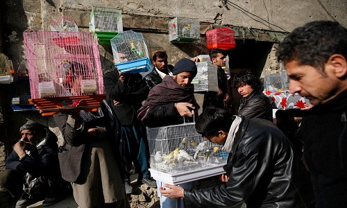 Theo Reuters, Ka Faroshi là chợ chim cảnh nổi tiếng nằm trong một con ngõ nhỏ ở thủ đô Kabul. Khu chợ với hàng trăm chiếc lồng chim lúc nào cũng tấp nập người mua kẻ bán. (Nguồn ảnh: Reuters)