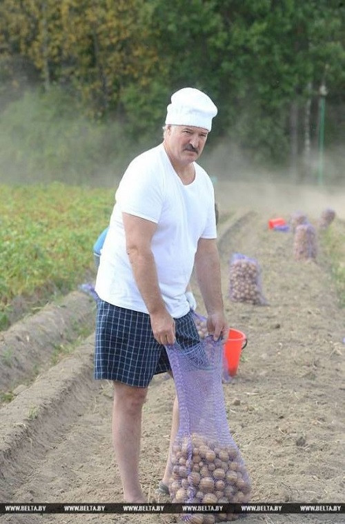 Được biết, Tổng thống Lukashenko cùng con trai đã thu hoạch được 70 bao tải khoai tây trong ngày hôm đó.