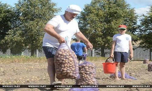 Báo chí Belarus cho hay, những bao tải khoai tây này được tặng cho viện dưỡng lão và trại trẻ mồ côi.
