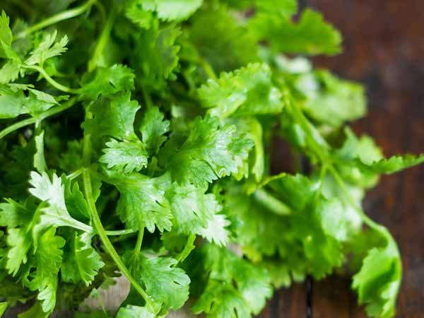 Rau mùi là một nguồn cung cấp chất dinh dưỡng: Lá mùi cung cấp vitamin K, hỗ trợ sức khỏe của xương và giúp vết thương mau lành. Ngoài ra, rau mùi còn chứa vitamin A và C, loại loại vitamin chịu trách nhiệm về chức năng miễn dịch. Ảnh: Boldsky.