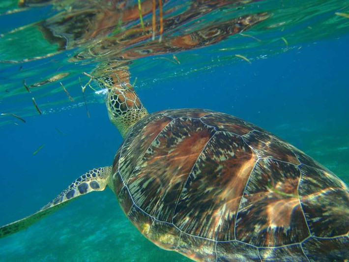 Maldives là một quốc gia đa dạng sinh học. Đây là nơi cư trú của 5 trong số 7 loài rùa biển trên thế giới. Ảnh: HC.