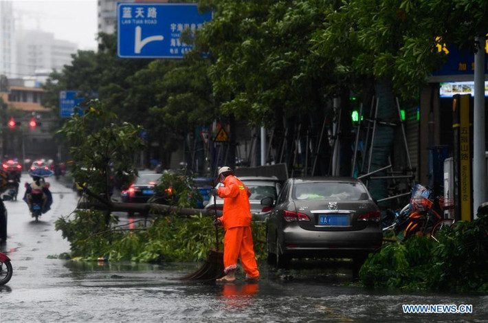 Bão Wipha quật đổ nhiều cây cối.