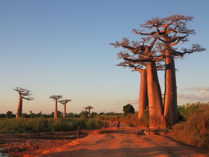 Chiều cao trung bình của người dân Madagascar là 156,36 cm. Trong đó, chiều cao trung bình của nam giới nước này là 161,54 cm và nữ giới là 151,18 cm.