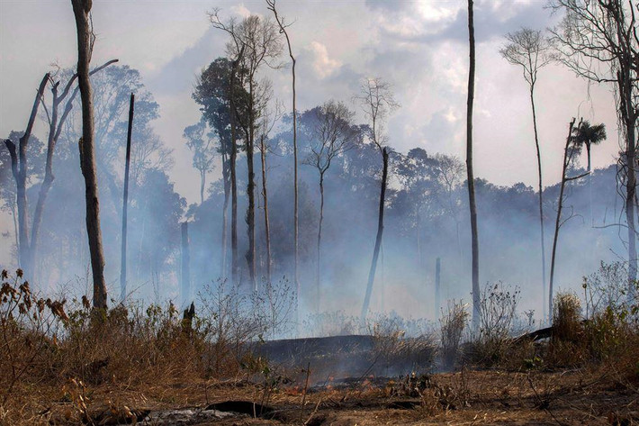 Một khu rừng bị thiêu rụi ở bang Para, Brazil ngày 25/8. Ảnh: AFP.