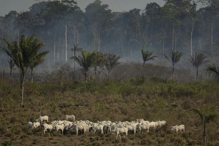 Đàn gia súc di chuyển lánh nạn trong khi thửa rừng bên cạnh đang cháy âm ỉ ở vùng Alvorada da Amazonia thuộc bang Para, Brazil ngày 25/8. Những cánh rừng nguyên sinh Amazon mang ý nghĩa sống còn trong nỗ lực giảm tốc độ nóng lên toàn cầu. Đó cũng là mái nhà của vô số các loài động vật và thực vật mà các nhà khoa học thậm chí còn chưa đặt tên hết. Ảnh: AP.