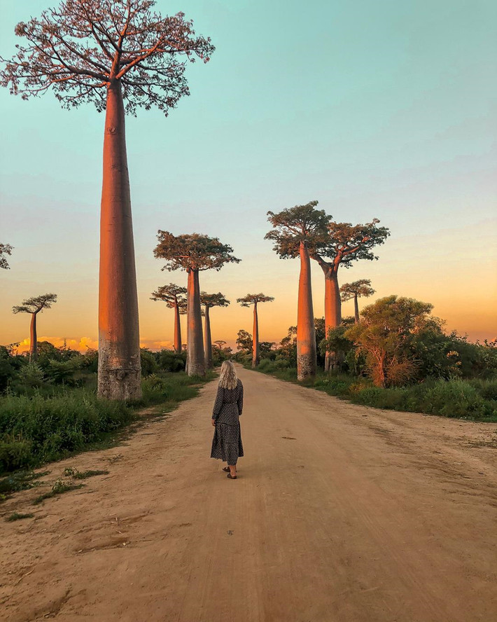 Bạn sẽ nhìn thấy rất nhiều cây baobab to lớn, có tuổi thọ khoảng 800 năm mọc 2 bên đường. Con người trở thành loài vật tí hon, nhỏ bé khi đứng giữa thiên đường của cây baobab khổng lồ, cao đến hàng chục mét. Ảnh: Kristinarff.