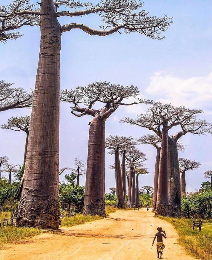 Cây baobab mang lại nhiều nguồn lợi cho con người. Lá, trái, hạt, vỏ đến rễ cây đều được con người dùng trong sinh hoạt hàng ngày. Người dân thường lột vỏ cây lấy sợi bện dây thừng. Dù bị cắt vỏ, baobab vẫn không chết bởi khả năng tái tạo kỳ diệu của chúng. Trái baobab có thể được chế biến thành nhiều món ăn và thức uống. Lá cây có thể là nguyên liệu nấu ăn hay làm thuốc chữa những bệnh như tiêu chảy, sốt... Ảnh: Earthan intert.