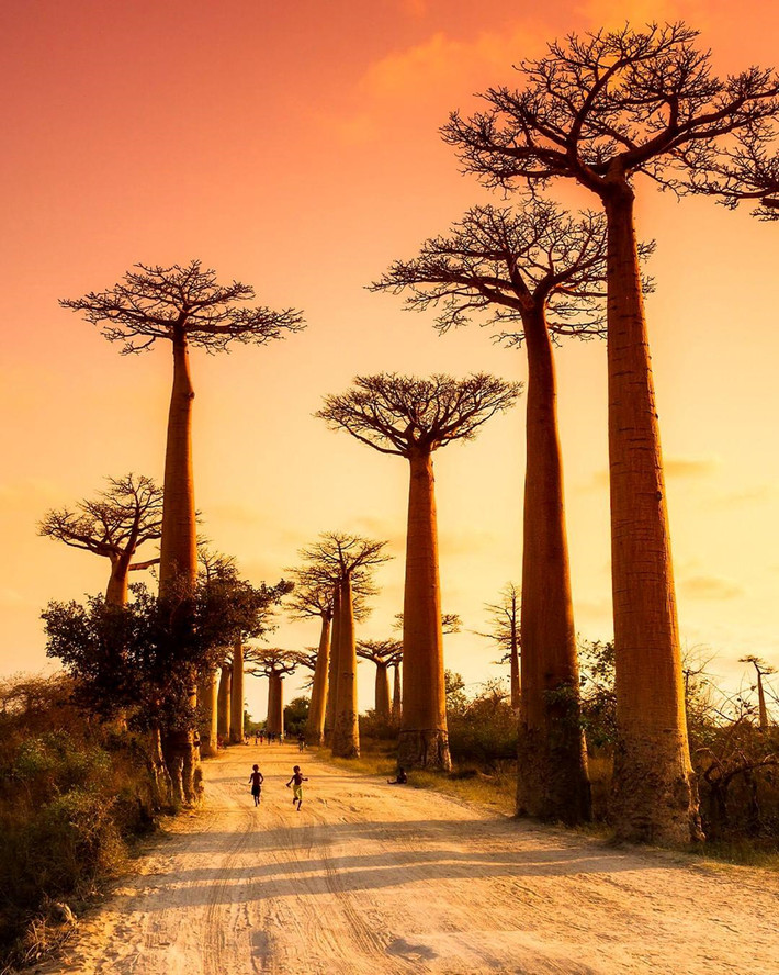 Điều này chỉ ra rằng Madagascar được xem là mảnh đất cội nguồn của loài cây baobab. Tới quốc gia này, check-in ở con đường nổi tiếng với hàng cây baobab là một trong những điều du khách khó lòng bỏ qua. Ảnh: Tripadvisor.