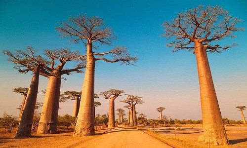 Baobab có mối quan hệ mật thiết với con người trong cuộc sống hàng ngày lẫn thế giới tâm linh. Loài cây bí ẩn này thường xuất hiện trong những truyền thuyết và thần thoại. Ở miền Bắc Namibia, baobab được xem là loài cây giúp môi trường trong lành. Tương truyền, những ai gây ô nhiễm cho các vùng đất xung quanh thì sẽ bị nhốt trong thân cây to lớn. Ở Bostwana (quốc gia thuộc khu vực Nam Phi), những cư dân sống trong rừng tin rằng, hoa của cây baobab là nơi trú ẩn của các linh hồn. Người hái hoa sẽ bị sư tử ăn thịt. Ảnh: Dailytravel.earth.