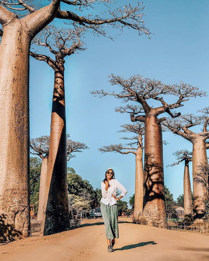 Con đường nổi tiếng này nằm phía tây Madagascar, trên một vùng đất rộng lớn với thảm thực vật phong phú và loài baobab linh thiêng sinh trưởng, phát triển trong sự bảo tồn của người dân. Ảnh: Anna.avuziak.