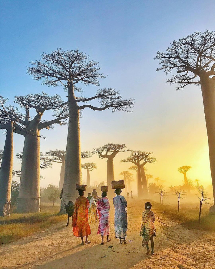 Baobab cao khoảng 30 m với chu vi thân cây 25 m. " Cây lộn ngược" này nổi bật với những cành trơ trụi tựa như bộ rễ khổng lồ vươn lên bầu trời. Ảnh: Bucketlisters.