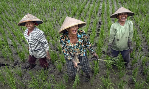 Nụ cười của những người lao động ở Indonesia.