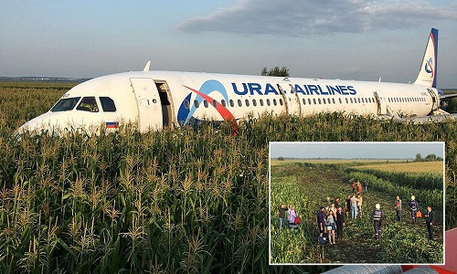 Theo RT, chiếc máy bay Airbus 321 của hãng hàng không Ural Airlines chở 233 người đã phải hạ cánh khẩn cấp bằng bụng xuống ruộng ngô gần thủ đô Moscow, Nga, ngày 15/8. Ảnh: RT.