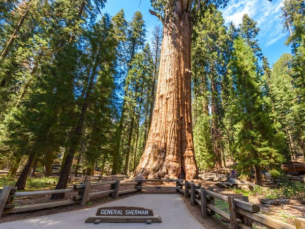 Cây General Sherman, nằm trong Vườn quốc gia Sequoia ở Mỹ, nắm giữ kỷ lục là cây lớn nhất thế giới hiện nay.