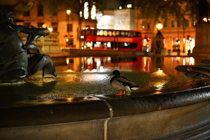 Khu vực Quảng trường Trafalgar vắng vẻ trong đêm tối.
