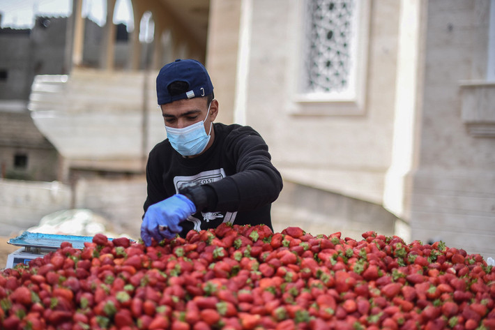 "Phòng bệnh hơn chữa bệnh và tôi luôn cẩn thận khi tiếp xúc với khách hàng", Mohammed al-Masri, một người bán trái cây 23 tuổi ở thành phố Gaza, cho biết. Anh luôn đeo khẩu trang và găng tay khi làm việc.