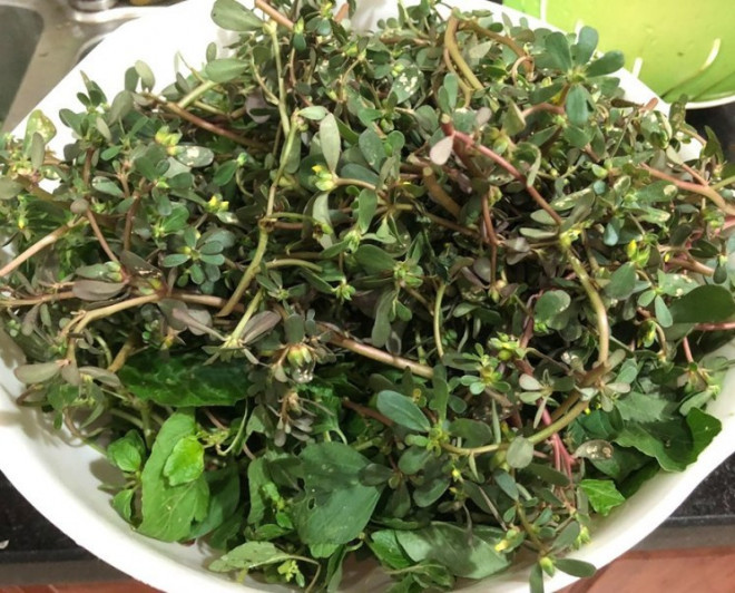 Một số bài thuốc từ rau sam: 1. Trị trướng bụng: Chuẩn bị 300g rau sam, rửa sạch, chia làm 2 lần, mỗi lần 150g, thái nhỏ, nấu lẫn với nước vo gạo nếp lần 2 tạo thành một thứ canh hơi sệt, ăn trong ngày.