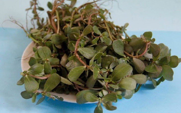 Đặc biệt, lợi ích của rau sam được y học cổ truyền phân tích như sau: - Rau sam có vị chua, vì vậy kích thích tiêu hóa hoạt động. - Rau sam có khả năng thanh nhiệt, trị nóng do có tính hàn.