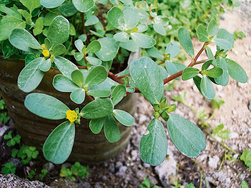Bên cạnh đó, những người bị tiêu chảy do lạnh bụng cũng không nên ăn rau sam bởi loại rau này có tính lạnh, nếu ăn nhiều sẽ làm tình trạng trở nên nghiêm trọng hơn.