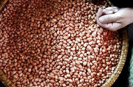 Tuy nhiên, đối với những bệnh nhân đã phẫu thuật cắt túi mật, dịch mật không thể dự trữ trong cơ thể nên chắc chắn sẽ ảnh hưởng đến quá trình tiêu hóa chất béo có trong lạc. Ảnh: Reuters.