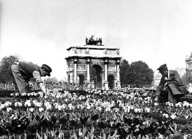 Những người làm vườn trên cánh đồng hoa tulip phía trước trung tâm Carrousel du Louvre ở Paris năm 1929.