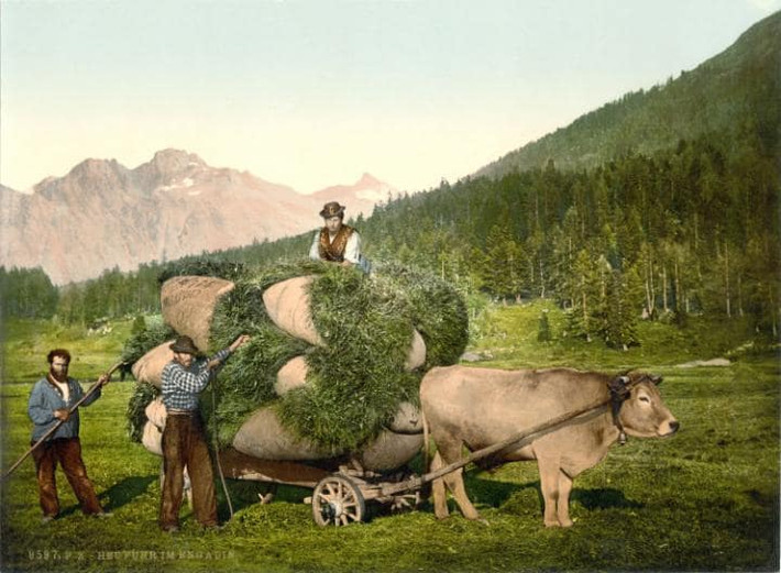 Người dân chở những bao tải cỏ trở về nhà ở Graubunden, Thụy Sĩ. Ảnh: Telegraph