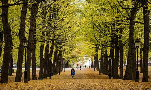 Con đường ngập lá vàng rơi trong công viên Humlegaarden ở Stockholm, Thụy Điển. Ảnh: AJ.