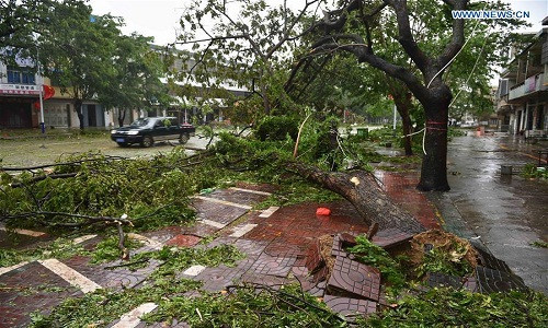 Cây to bật gốc trên con đường ở huyện tự trị dân tộc Lê và dân tộc Miêu Quỳnh Trung vì mưa bão. Ảnh: News.cn.