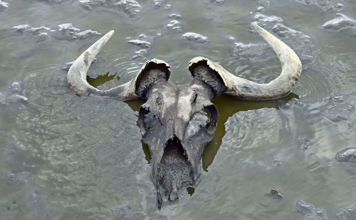 Hộp sọ của một con linh dương đầu bò "lộ thiên" ở hồ Natron, Tanzania.