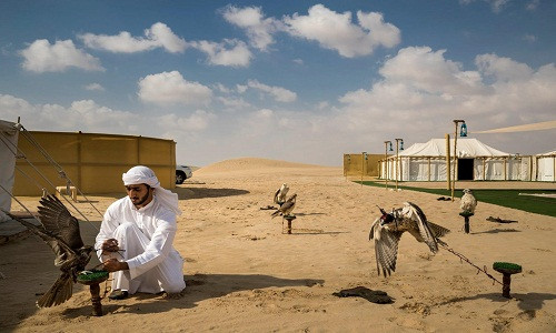 Thiên nhiên/Bộ ảnh: Một trại săn chim ưng trên sa mạc ở ngoại ô Abu Dhabi, UAE. Trại này sử dụng chim ô tác Houbara được nuôi nhốt, con mồi ưa thích của những người chơi chim săn ở khu vực Arab. Tại UAE, thú chơi chim săn được xem là cách kết nối với quá khứ và với văn hóa cổ xưa của người Bedouin. Ảnh: Brent Stirton/Getty Images/National Geographic.