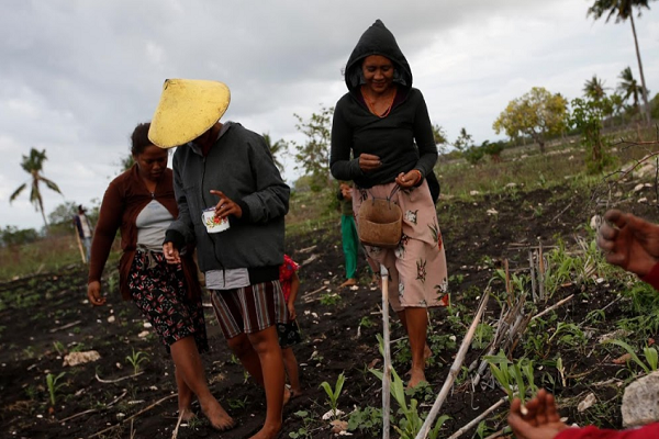 Theo hãng thông tấn Reuters, Đông Sumba (đảo Sumba), nằm cách Jakarta khoảng 2.000 km về phía đông, đã có 249 ngày liên tiếp không có mưa vào năm ngoái. Một số chuyên gia cho rằng, tình trạng biến đổi khí hậu khiến hạn hán xảy ra thường xuyên hơn, và buộc người dân nơi đây phải thích nghi để tồn tại. (Nguồn ảnh: Reuters)