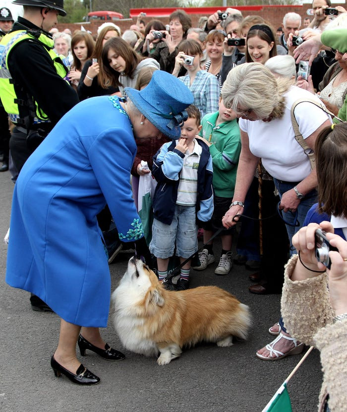 Đặc biệt, Nữ hoàng rất yêu thích giống chó corgi. Theo Insider, từ năm 1945 đến nay, bà đã nuôi tổng cộng hơn 30 chú chó corgi. Ảnh: Nữ hoàng Elizabeth II cúi người xuống vuốt ve chú chó corgi có tên Spencer ở Welshpool, Wales.