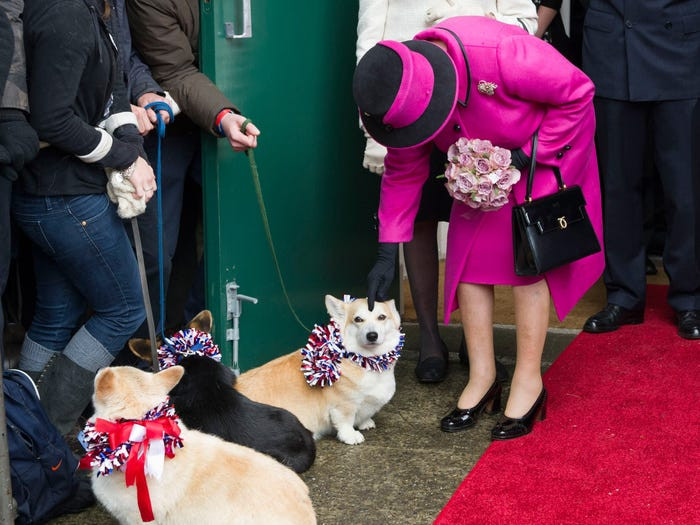 Nữ hoàng Anh vỗ nhẹ vào đầu chú chó corgi trong chuyến thăm tu viện Sherborne ở Sherborne, Anh, năm 2012.
