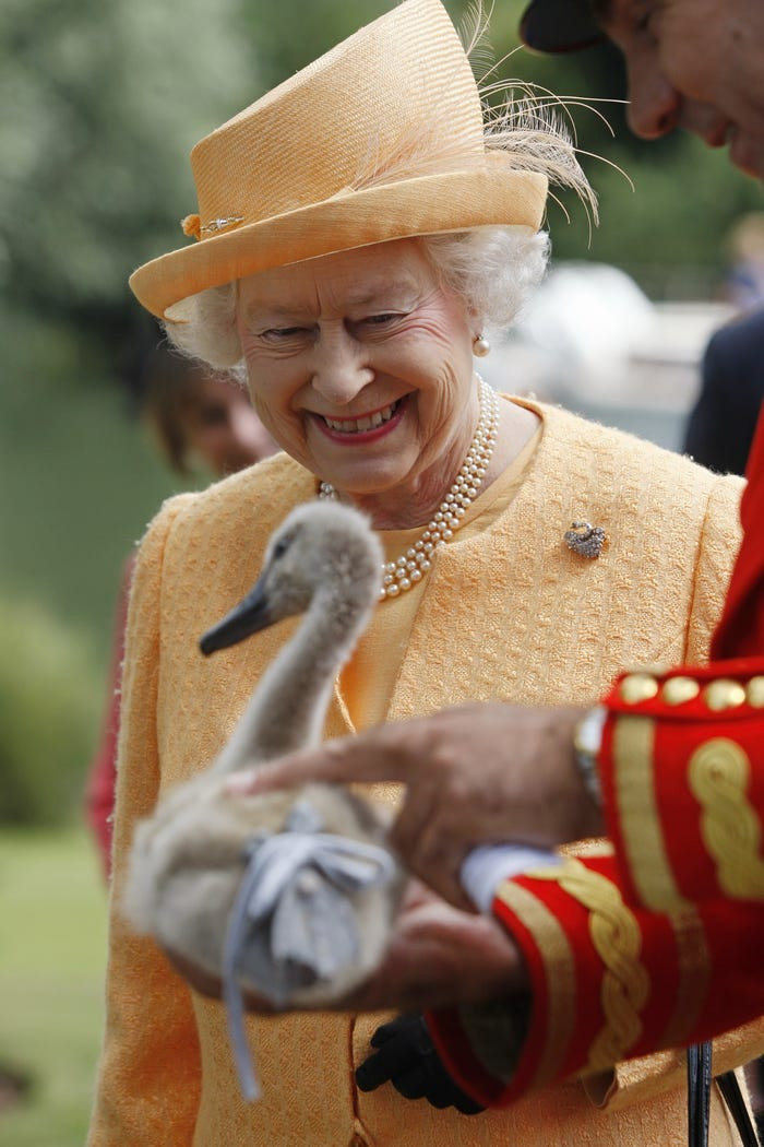 Nữ hoàng Anh Elizabeth II cười tươi nhìn con thiên nga nhỏ trên bờ sông Thames năm 2009.