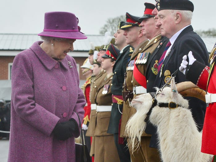 Chú dê thu hút sự chú ý của Nữ hoàng Elizabeth II khi bà tới thăm Tidworth, Anh, năm 2017.