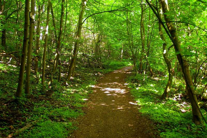 Rừng Grunewald là khu rừng đô thị lớn nhất châu Âu nằm ở ngoại ô Berlin. Tránh xa sự ồn ào của thành phố, khu rừng này là nơi trú ẩn yên bình với những con đường mòn đi bộ đường dài, cảnh quan thiên nhiên và đường dành cho xe đạp.