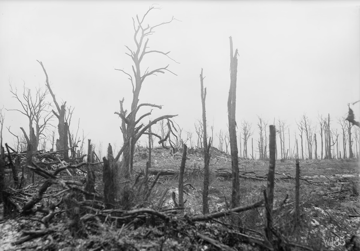 Cảnh hoang tàn tại Cantigny, Pháp, ngày 14/4/1919.